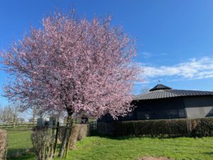 Frühling auf dem Oberfeld