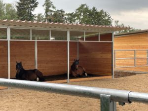 Siesta im Laufstall